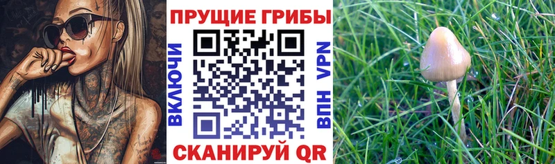 Галлюциногенные грибы Magic Shrooms  Бородино 